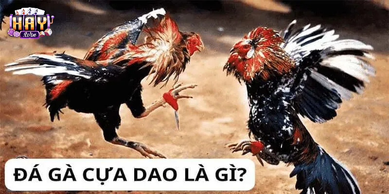 Đá Gà Cựa Dao Tại Haywin