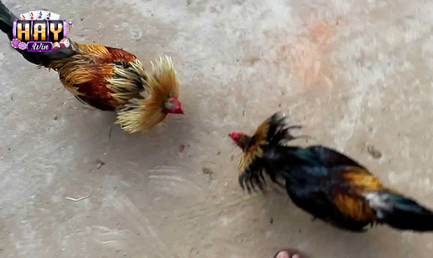 Đôi nét về đá gà tre tại Haywin