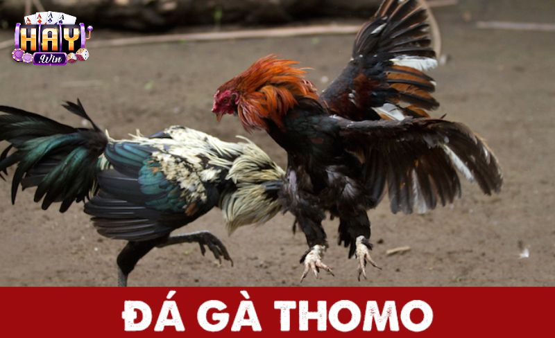Khoảnh khắc cao trào trên sàn đấu Thomo