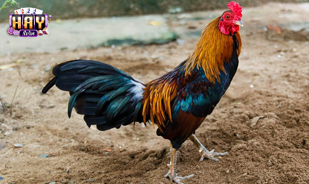 Không khí sôi động trong một màn đối đầu của gà tre